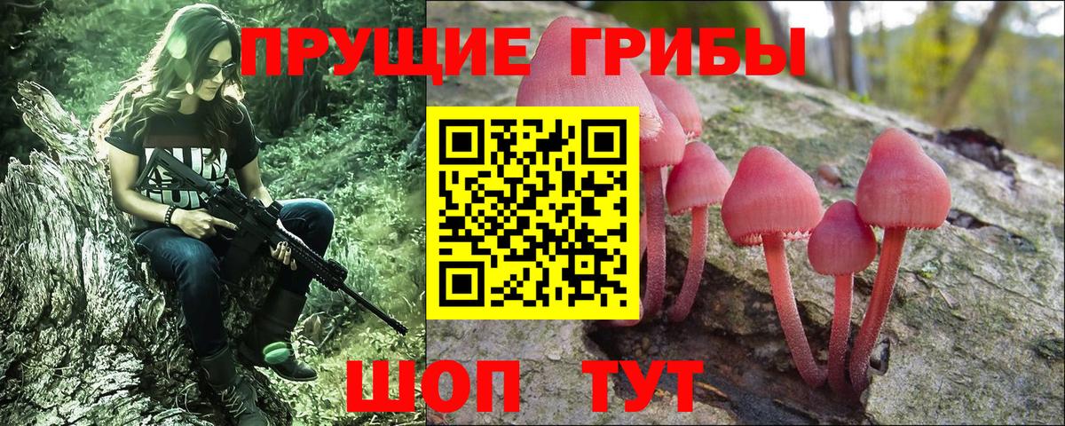 Псилоцибиновые грибы Psilocybe Коряжма